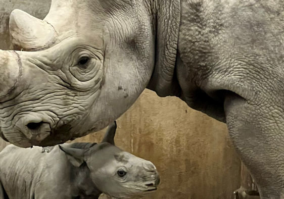 This endangered eastern black rhinoceros calf was born at The Kansas city Zoo.