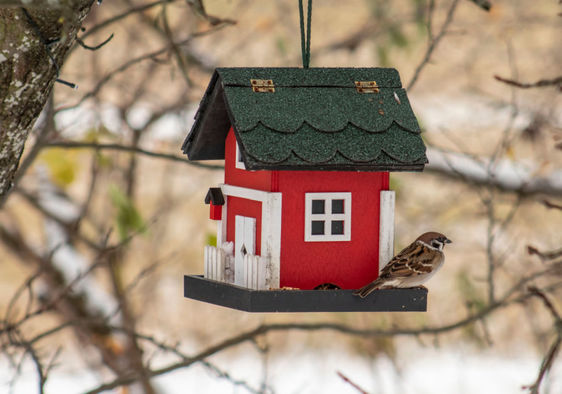 Having a birdhouse in your yard is good for the birds and for you.