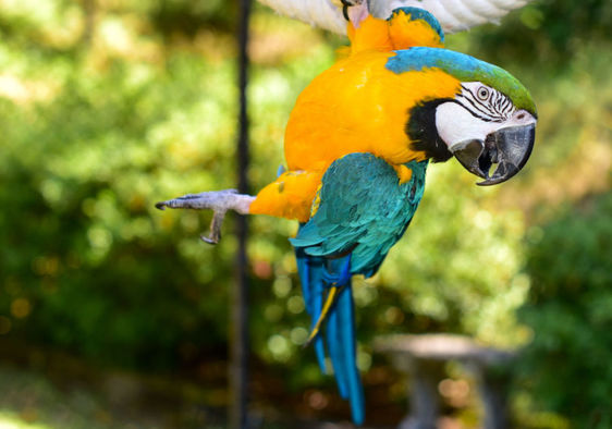Beautiful pet macaw parrot.