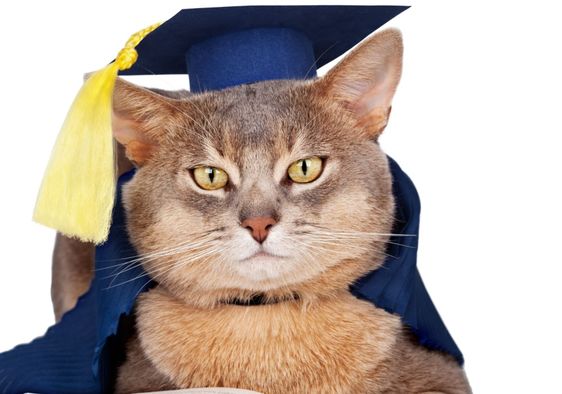 Graduation cat.