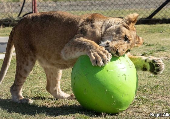 One of the rescued lion cubs.
