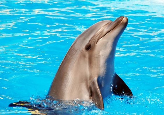 Dolphin frolicking in the water.