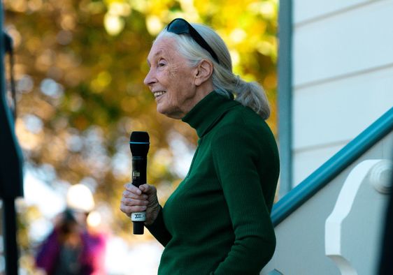 Jane Goodall speaking about conservation.