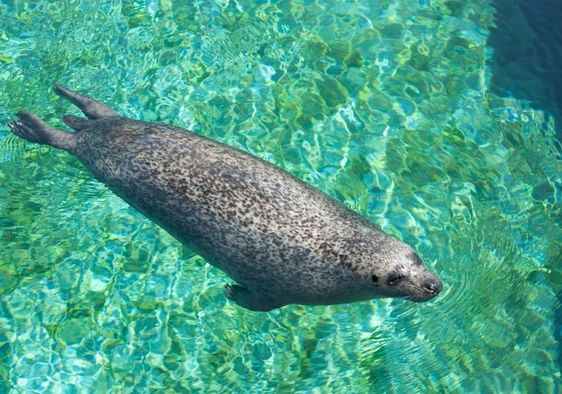 Diving Mediterranean monk seal.