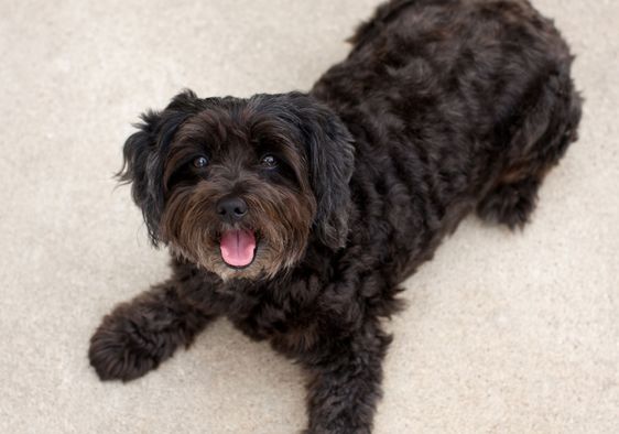 A dog sits on the floor.