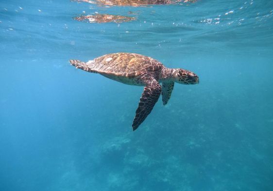 A turtle swimming under the ocean surface.