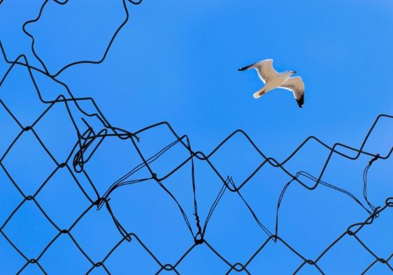 A seagull soars above a torn metal fence to freedom against a vivid blue sky.