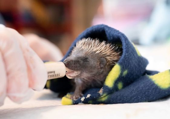 A closeup shot of a gloved hand feeding a baby hedgehog in a blanket with a syringe.