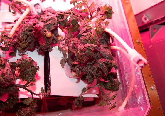 Plants growing on the International Space Station.