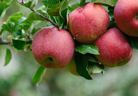 Apples that are ready to be picked.