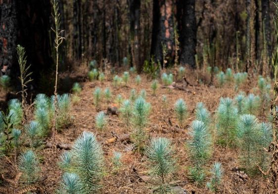 Young trees, tree seedlings in a burnt forest.