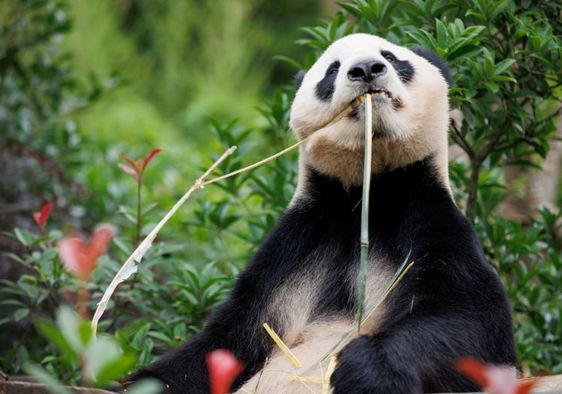 Giant panda munching on bamboo.