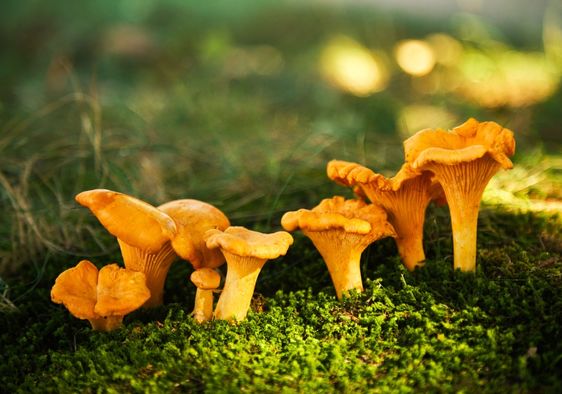 Mushrooms in a forest.