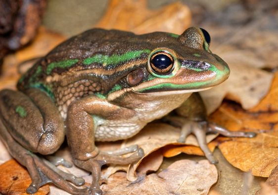 Green and golden bell frogs are being returned to the Australian Capital Territory.