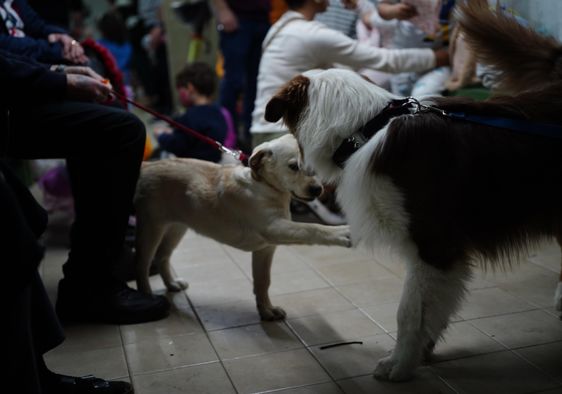 Two dogs play inside a shelter in central Israel as residents wait.