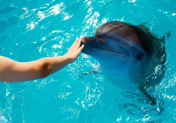 A person touches a dolphin.