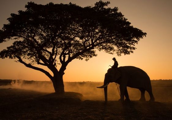 Silhouette of an Asian elephant against the sunset.