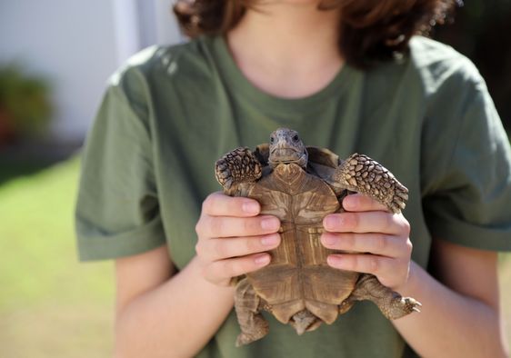 A boy holds a turtle.