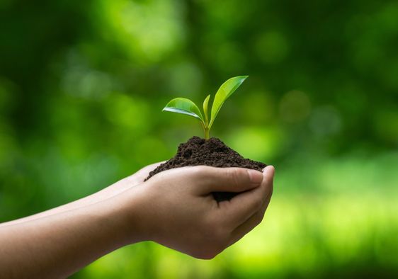A person plants a tree.
