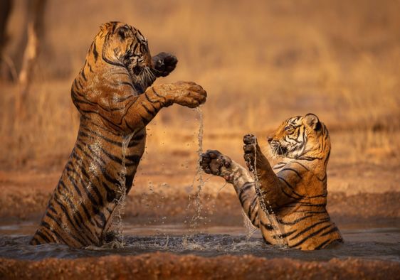 Two tigers playfully stand in shallow water in India.