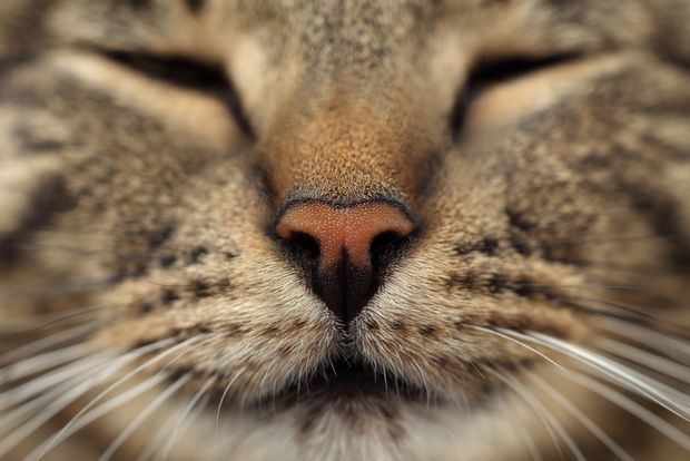 A close up of a cat's nose and face