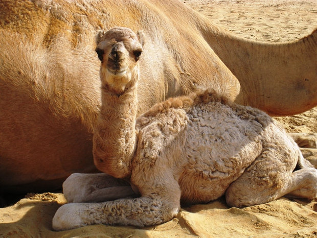 Cute photo of baby camel