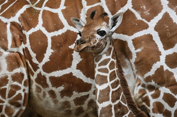 cute photo of baby giraffe