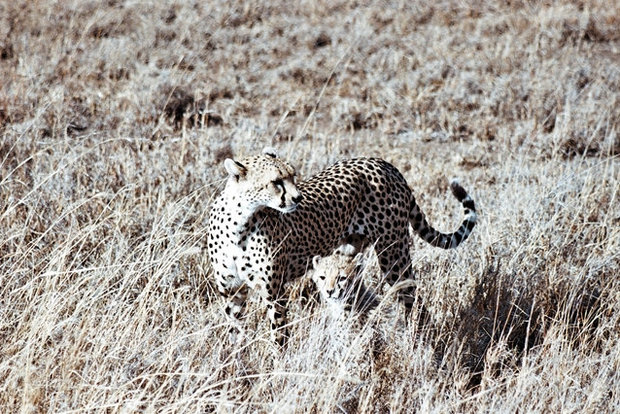 cute photo of baby cheetah
