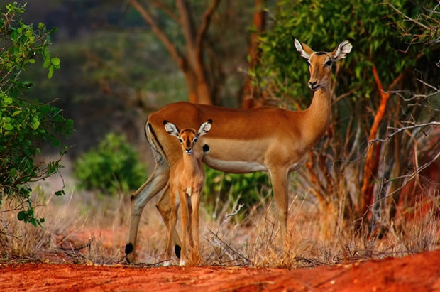 cute photo of baby impala