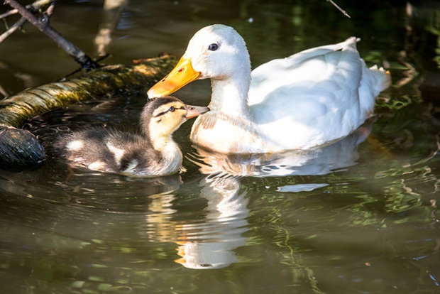 cute photo of ducklings