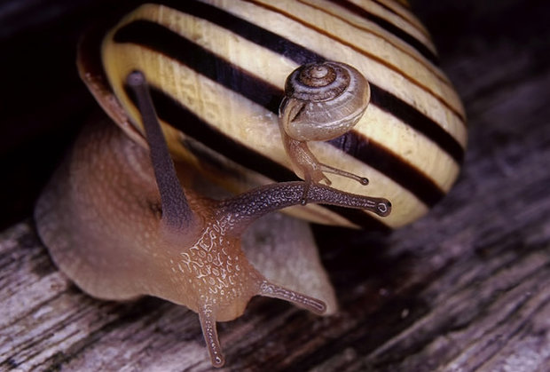 cute photo of baby snail
