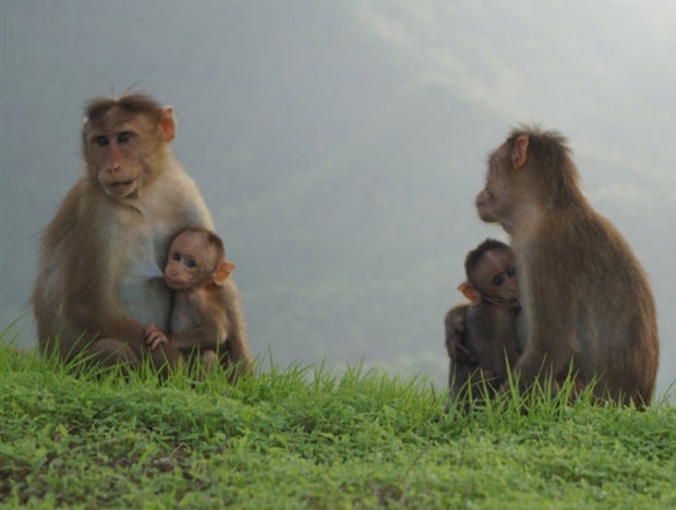 cute photo of baby monkeys