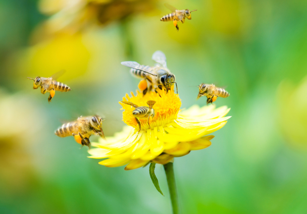 Bees pollinating a flower