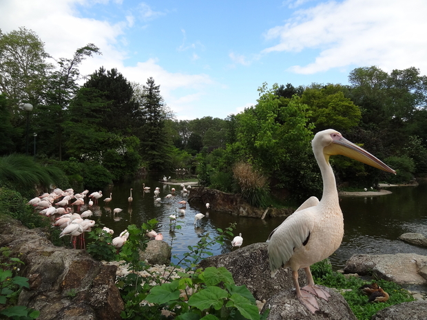 Pelicans in Parc de la Tete d'Or  Lyon France