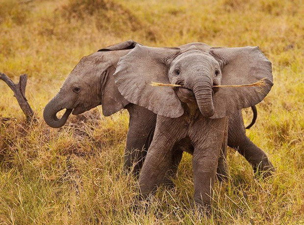Playful baby elephant
