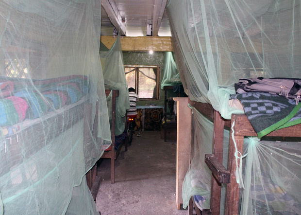 Lucid's mosquito nets in action