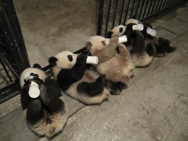 Baby pandas China