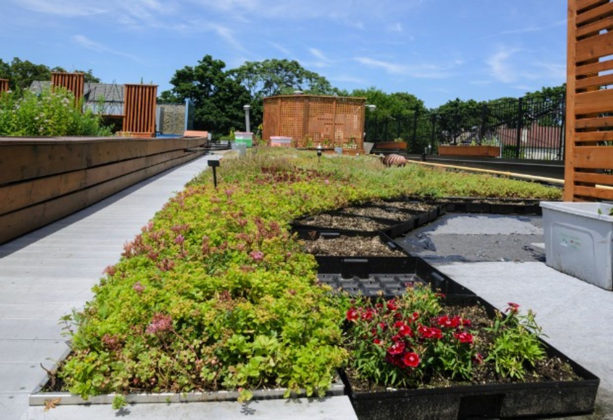 Urban rooftop garden