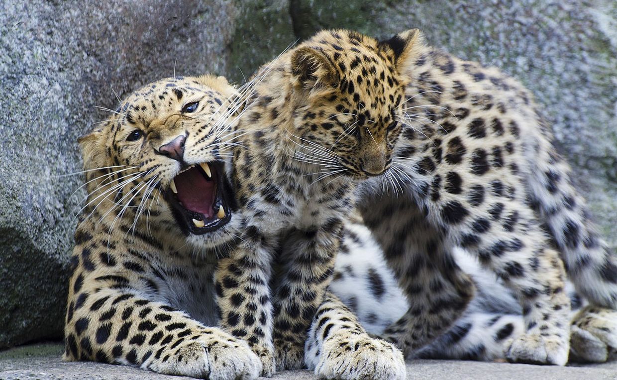An Amur leopard cub and its mother. (Makeenosman, Creative Commons)