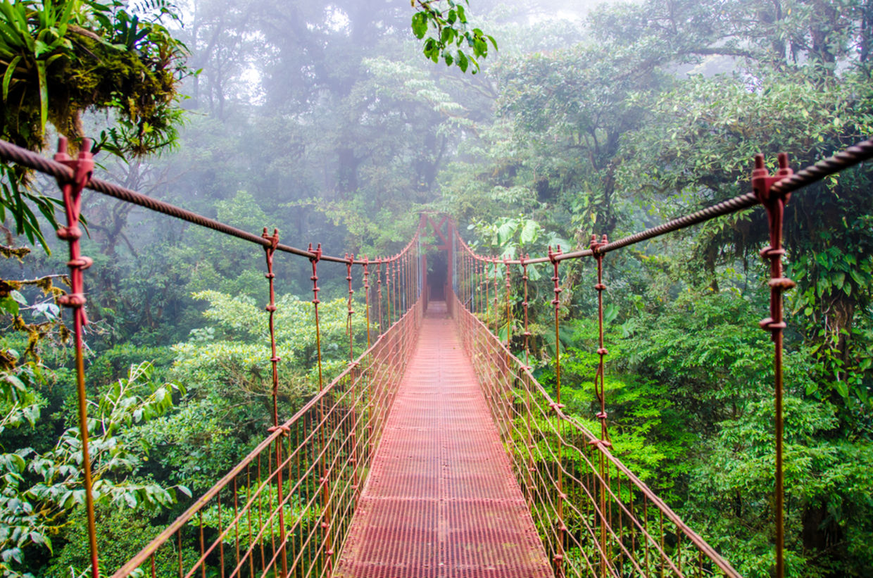 A Costa Rican rainforest