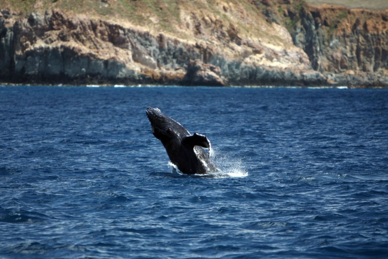 Breaching Young Humpback Whale near Socorro Island, The Revillagigedos Archipelago