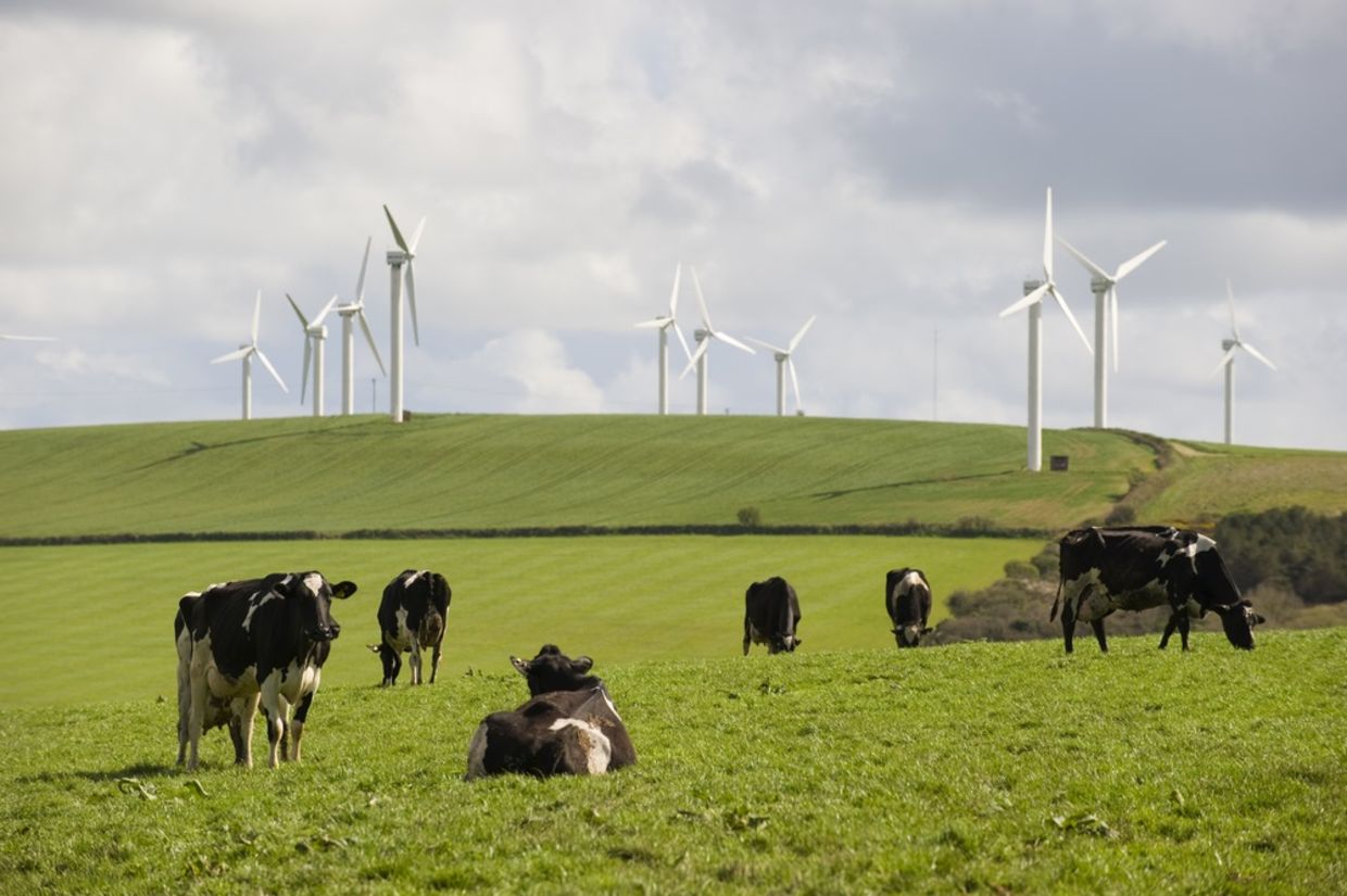Cows graze in front of wind turbines in Cornwall, UK.
