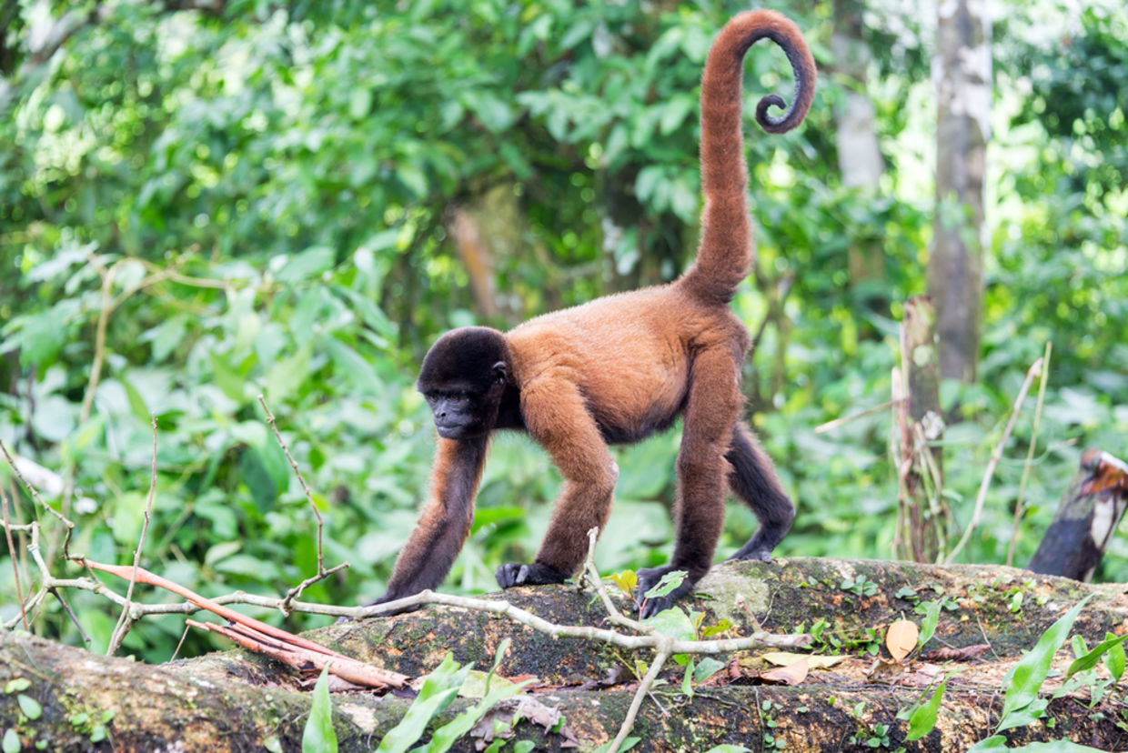Woolly monkey in the Amazon rain forest near Iquitos, Peru