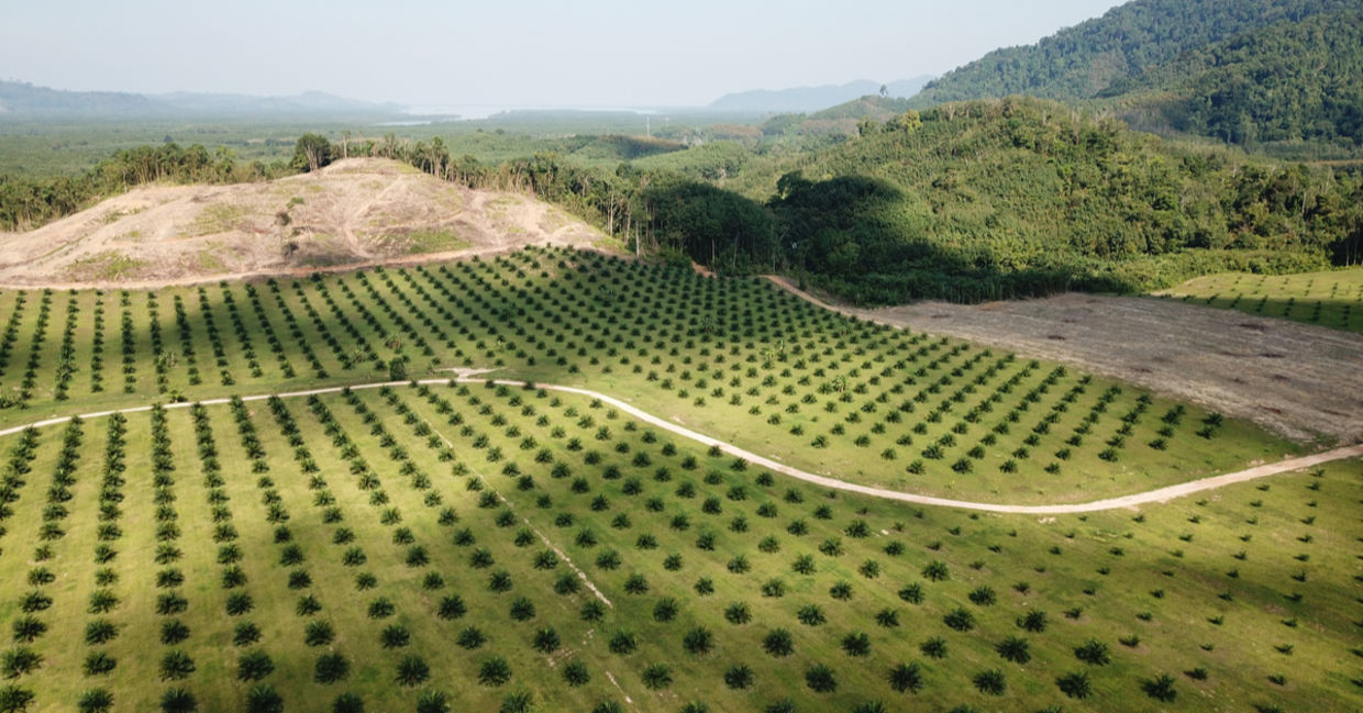 Aerial photo of a palm oil plantation in Southeast Asia