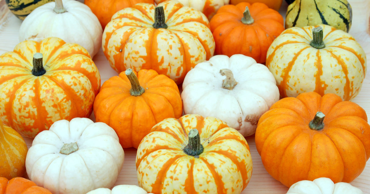7 Things You Can Do With A Pumpkin Besides Carve It Goodnet