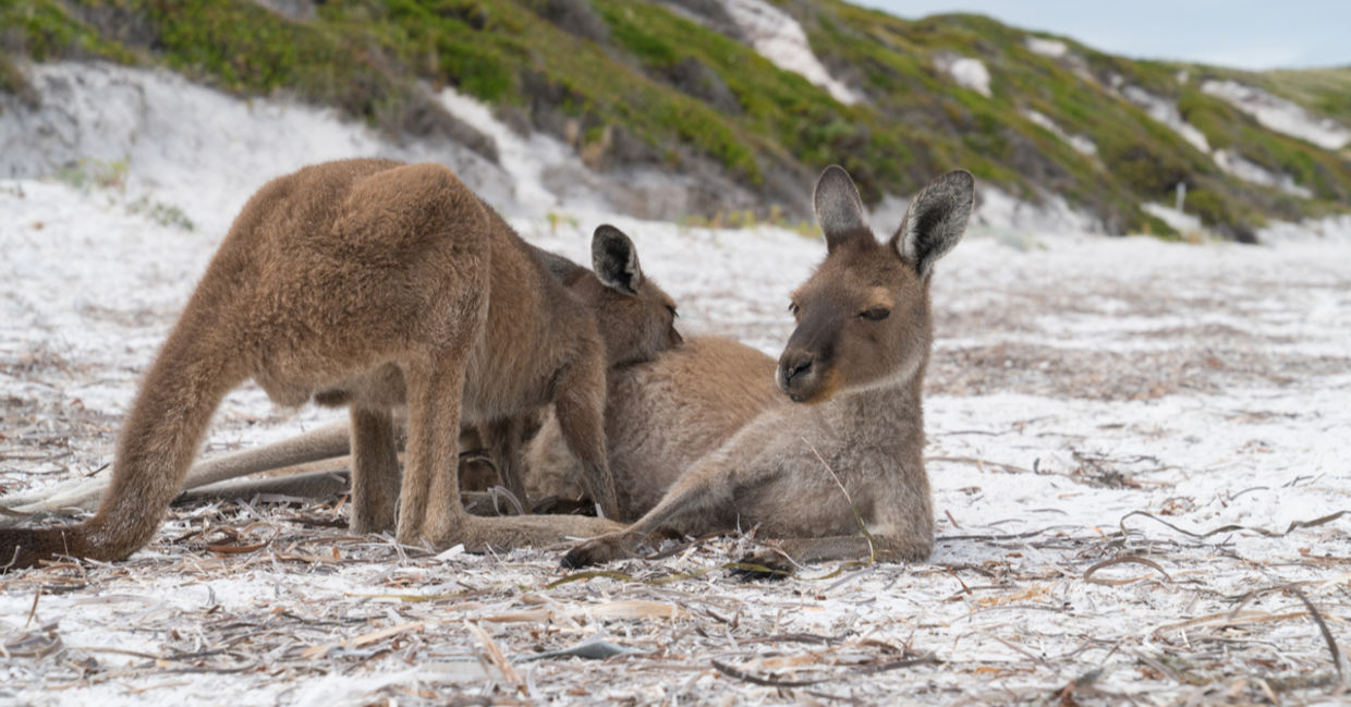 A western grey kangaroo chilling out in Lucky Bay