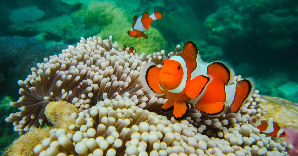 Clown fish great barrier reef