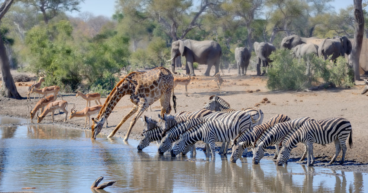 Zebras and giraffes lounge together at a Kruger waterhole