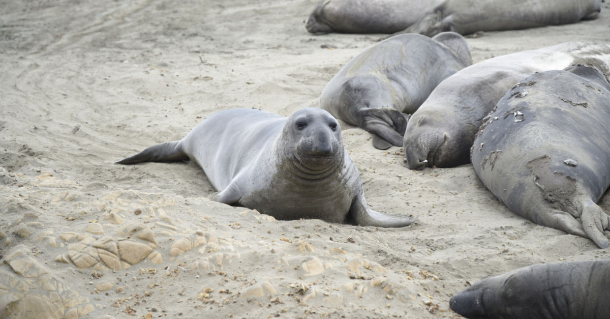 A baby seal during breeding season