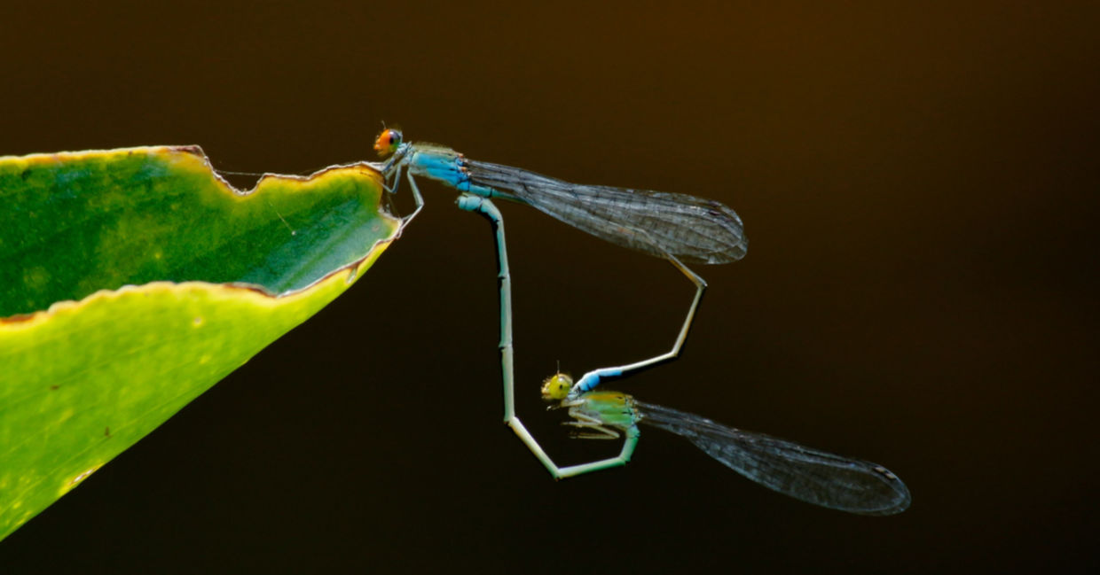 Dragonflies - fun facts about animals